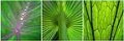 greenstarts1